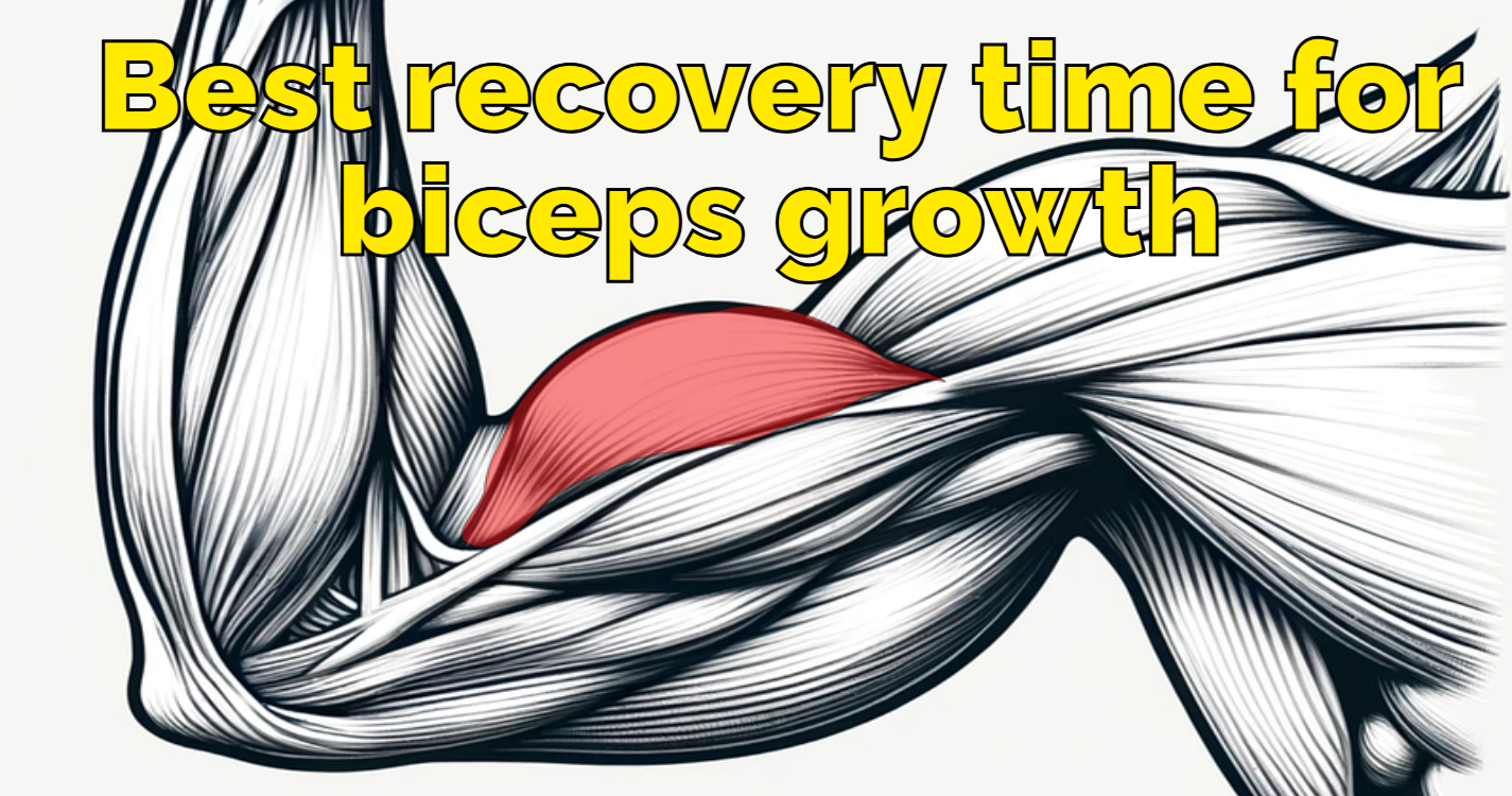 Best recovery time for biceps growth